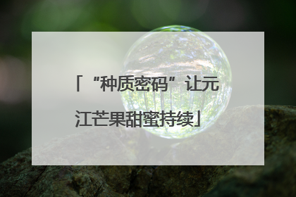 “种质密码”让元江芒果甜蜜持续