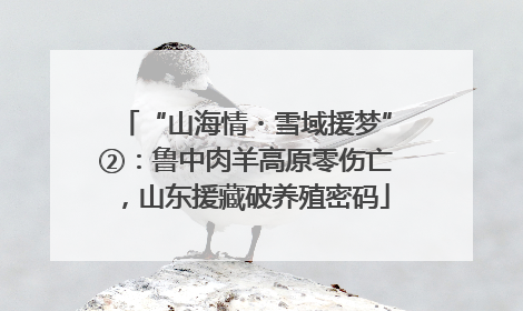 “山海情・雪域援梦”②：鲁中肉羊高原零伤亡，山东援藏破养殖密码