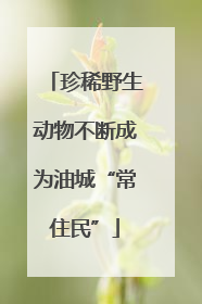 珍稀野生动物不断成为油城“常住民”
