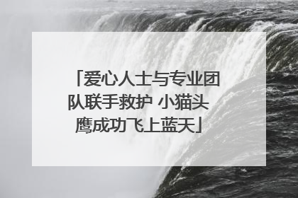 爱心人士与专业团队联手救护 小猫头鹰成功飞上蓝天