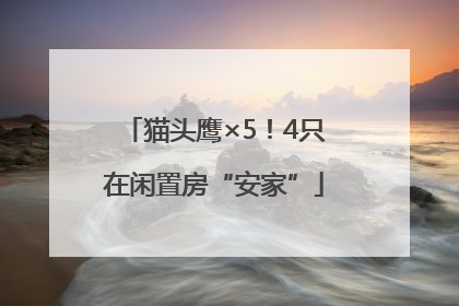 猫头鹰×5！4只在闲置房“安家”