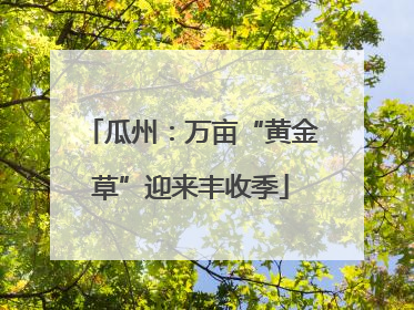 瓜州：万亩“黄金草”迎来丰收季