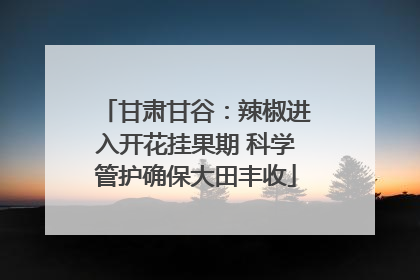 甘肃甘谷：辣椒进入开花挂果期 科学管护确保大田丰收