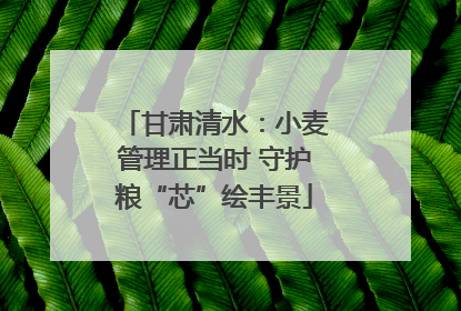 甘肃清水：小麦管理正当时 守护粮“芯”绘丰景