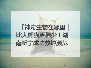 神奇生物在哪里｜比大熊猫更稀少！湖南新宁成功救护濒危鸟类海南鳽