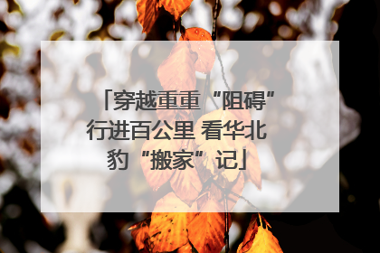 穿越重重“阻碍”行进百公里 看华北豹“搬家”记