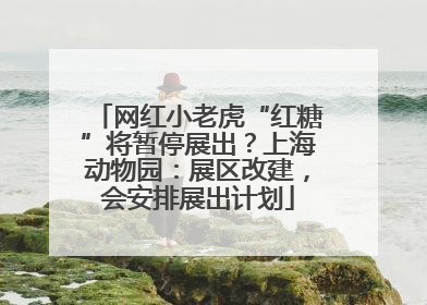 网红小老虎“红糖”将暂停展出？上海动物园：展区改建，会安排展出计划