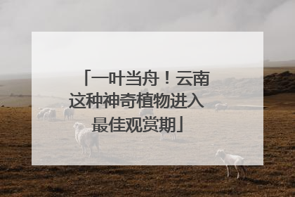 一叶当舟！云南这种神奇植物进入最佳观赏期