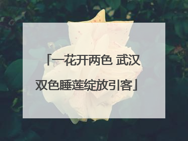 一花开两色 武汉双色睡莲绽放引客