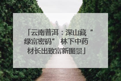 云南普洱：深山藏“绿富密码” 林下中药材长出致富新图景