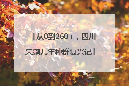 从0到260+，四川朱鹮九年种群复兴记