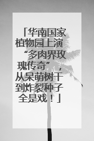 华南国家植物园上演“多肉界玫瑰传奇”，从呆萌树干到炸裂种子全是戏！