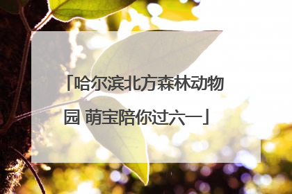 哈尔滨北方森林动物园 萌宝陪你过六一