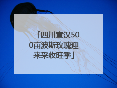四川宣汉500亩波斯玫瑰迎来采收旺季