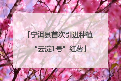 宁洱县首次引进种植“云淀1号”红薯