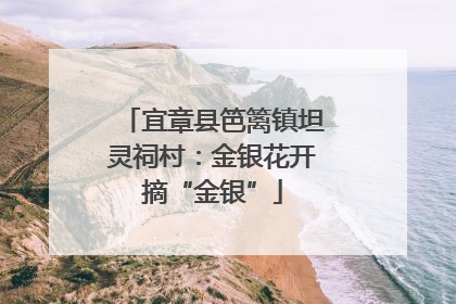 宜章县笆篱镇坦灵祠村：金银花开摘“金银”