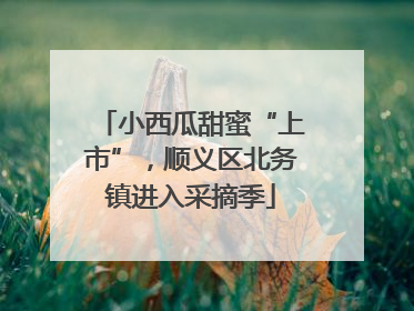 小西瓜甜蜜“上市”，顺义区北务镇进入采摘季