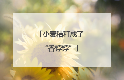 小麦秸秆成了“香饽饽”