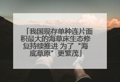 我国现存单种连片面积最大的海草床生态修复持续推进 为了“海底草原”更繁茂