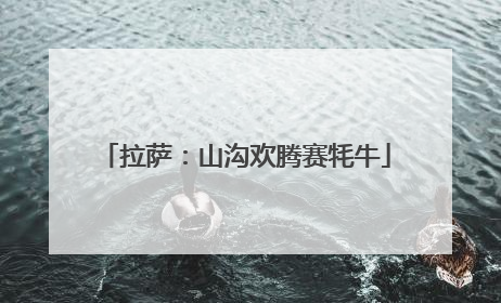 拉萨：山沟欢腾赛牦牛
