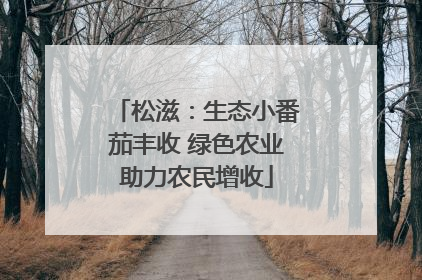 松滋：生态小番茄丰收 绿色农业助力农民增收