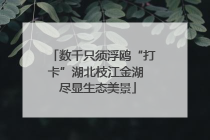 数千只须浮鸥“打卡”湖北枝江金湖 尽显生态美景