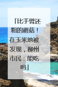 比手臂还粗的蘑菇！在玉米地被发现，柳州市民：能吃吗