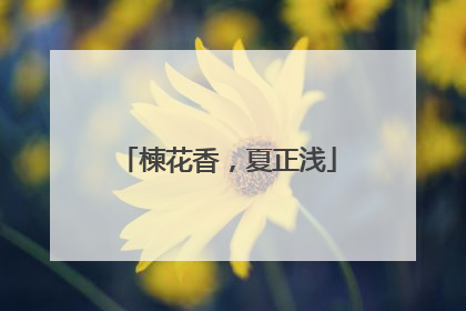 楝花香，夏正浅