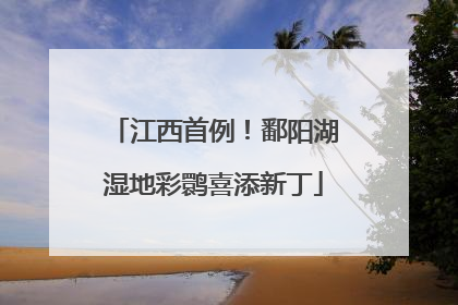 江西首例！鄱阳湖湿地彩鹮喜添新丁