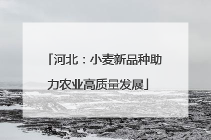 河北：小麦新品种助力农业高质量发展