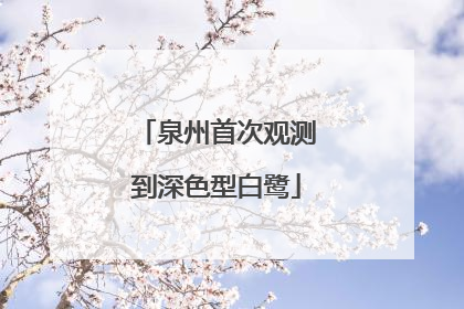 泉州首次观测到深色型白鹭