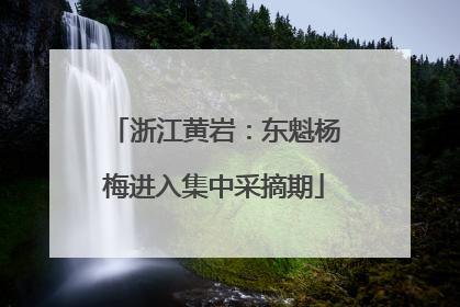 浙江黄岩：东魁杨梅进入集中采摘期
