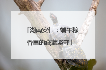 湖南安仁：端午粽香里的藏蓝坚守
