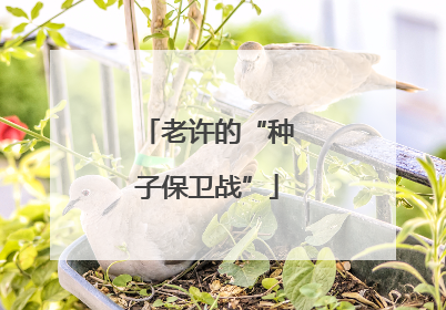 老许的“种子保卫战”