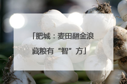 肥城：麦田翻金浪藏粮有“智”方