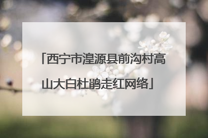 西宁市湟源县前沟村高山大白杜鹃走红网络