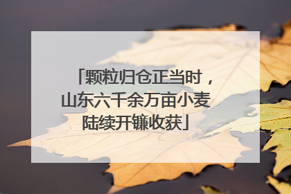 颗粒归仓正当时，山东六千余万亩小麦陆续开镰收获