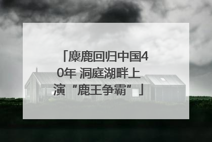 麋鹿回归中国40年 洞庭湖畔上演“鹿王争霸”